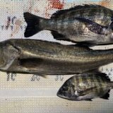 2026年2月23日海賊船釣果