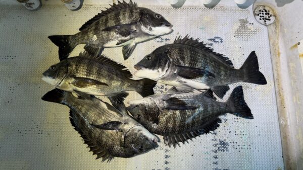 2026年2月26日海賊船釣果