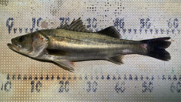 2026年2月28日海賊船釣果