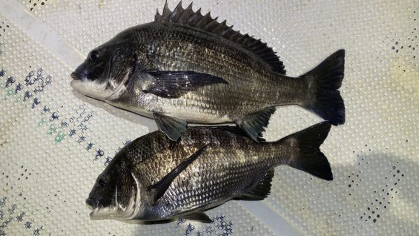 2026年3月2日海賊船釣果