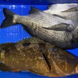 2026年3月7日海賊船釣果