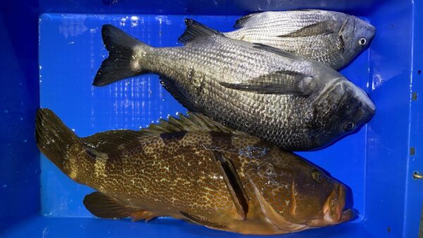 2026年3月7日海賊船釣果