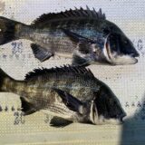 2026年3月11日海賊船釣果