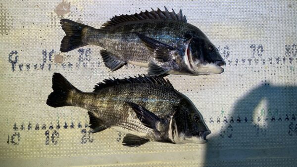 2026年3月11日海賊船釣果