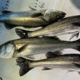 2026年3月29日海賊船釣果