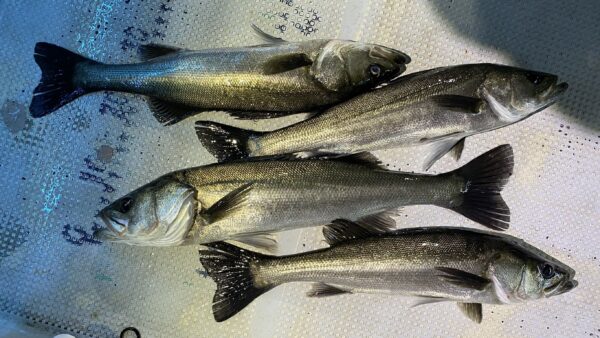 2026年3月29日海賊船釣果