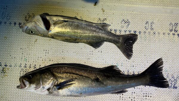 2026年4月5日海賊船釣果