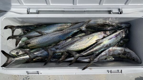 2026年5月26日海賊船釣果