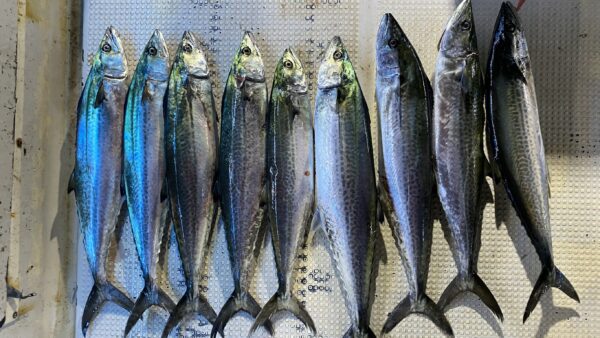 2026年9月27日海賊船釣果